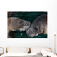 Manatee Couple Trichechus Manatus Wall Decal