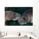 Manatee Couple Trichechus Manatus Wall Decal