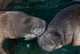 Manatee Couple Trichechus Manatus Wall Decal