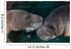 Manatee Couple Trichechus Manatus Wall Decal