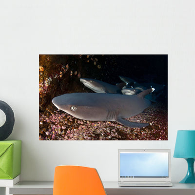 Whitetip Reef Sharks Resting Wall Decal shown on a wall