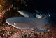 Whitetip Reef Sharks Resting Wall Decal