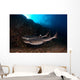 Whitetip Reef Sharks Swimming Wall Decal
