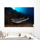 Whitetip Reef Sharks Swimming Wall Decal