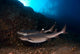 Whitetip Reef Sharks Swimming Wall Decal