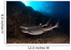 Whitetip Reef Sharks Swimming Wall Decal