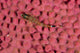 Lizard Triplefin Top Sea Wall Decal Design 1