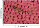 Lizard Triplefin Top Sea Wall Decal Design 1