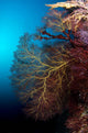 Soft Coral and Gorgonians Wall Decal