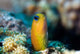 Golden Blenny Ecsenius Midas Wall Decal