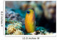 Golden Blenny Ecsenius Midas Wall Decal