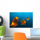 Group Clarion Angelfish Socorro Wall Decal