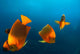 Group Clarion Angelfish Socorro Wall Decal