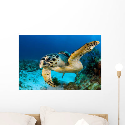 Hawksbill Sea Turtle Portrait Wall Decal Design 1 shown on a wall