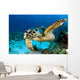 Hawksbill Sea Turtle Portrait Wall Decal Design 1