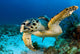 Hawksbill Sea Turtle Portrait Wall Decal Design 1