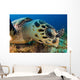 Hawksbill Sea Turtle Searching Wall Decal