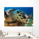 Hawksbill Sea Turtle Searching Wall Decal