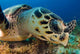 Hawksbill Sea Turtle Searching Wall Decal