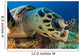 Hawksbill Sea Turtle Searching Wall Decal