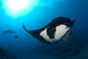 Two Manta Rays Manta Wall Decal