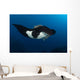Giant Manta Ray Manta Wall Decal Design 7