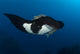 Giant Manta Ray Manta Wall Decal Design 7