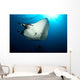 Giant Manta Ray Manta Wall Decal Design 6
