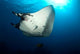 Giant Manta Ray Manta Wall Decal Design 6