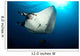 Giant Manta Ray Manta Wall Decal Design 6