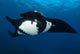 Giant Manta Ray Manta Wall Decal Design 5