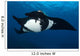 Giant Manta Ray Manta Wall Decal Design 5
