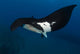 Giant Manta Ray Manta Wall Decal Design 4