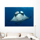 Manta Ray and Clarion Wall Decal Design 2