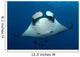 Manta Ray and Clarion Wall Decal Design 2