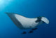 Manta Ray Manta Birostris Wall Decal Design 2