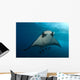 Manta Ray Manta Birostris Wall Decal Design 1
