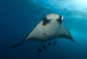 Manta Ray Manta Birostris Wall Decal Design 1
