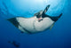 Giant Manta Ray Manta Wall Decal Design 3