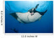 Giant Manta Ray Manta Wall Decal Design 3
