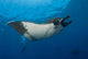 Giant Manta Ray Manta Wall Decal Design 2