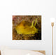 Nudibranch Tylodina Fungina Sea Wall Decal