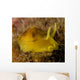 Nudibranch Tylodina Fungina Sea Wall Decal