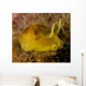 Nudibranch Tylodina Fungina Sea Wall Decal