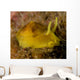 Nudibranch Tylodina Fungina Sea Wall Decal