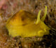 Nudibranch Tylodina Fungina Sea Wall Decal