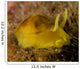 Nudibranch Tylodina Fungina Sea Wall Decal