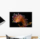 Flabellina Marcusorum Nudibranch Portrait Wall Decal