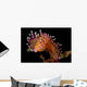 Flabellina Marcusorum Nudibranch Portrait Wall Decal