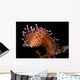 Flabellina Marcusorum Nudibranch Portrait Wall Decal
